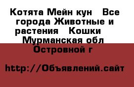 Котята Мейн кун - Все города Животные и растения » Кошки   . Мурманская обл.,Островной г.